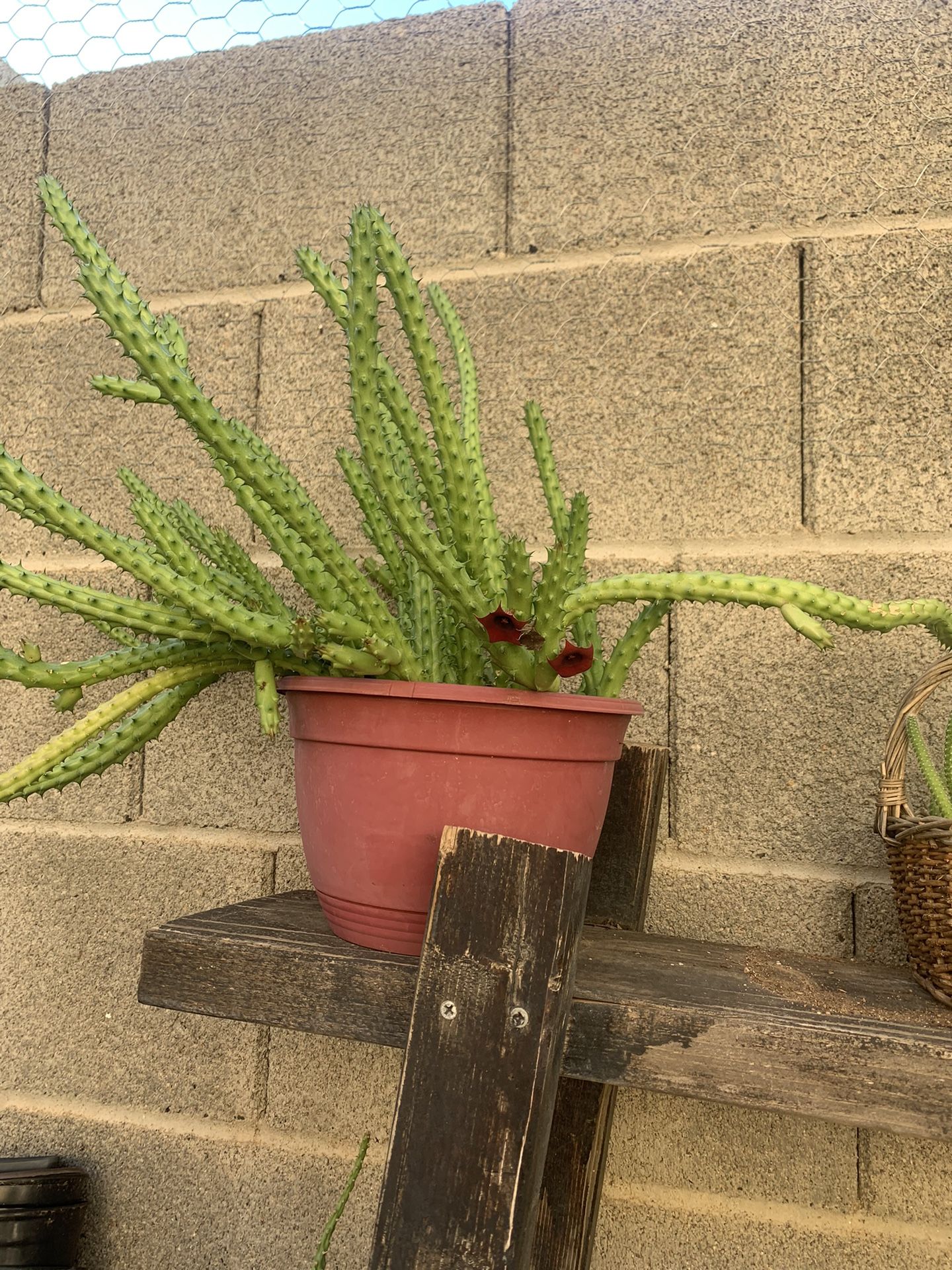 Huernia Red Dragon Stapelia Succulent Plant 