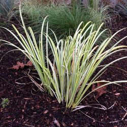 Ornamental Grass Golden Sweet Flag Variegated. Sammamish, Beaver Lake 