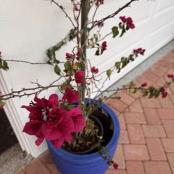 Potted bougainvillea