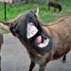 Muleparts