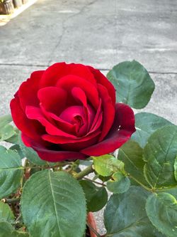 Potted Red Rose Plant