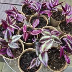Wandering Purple Jew
