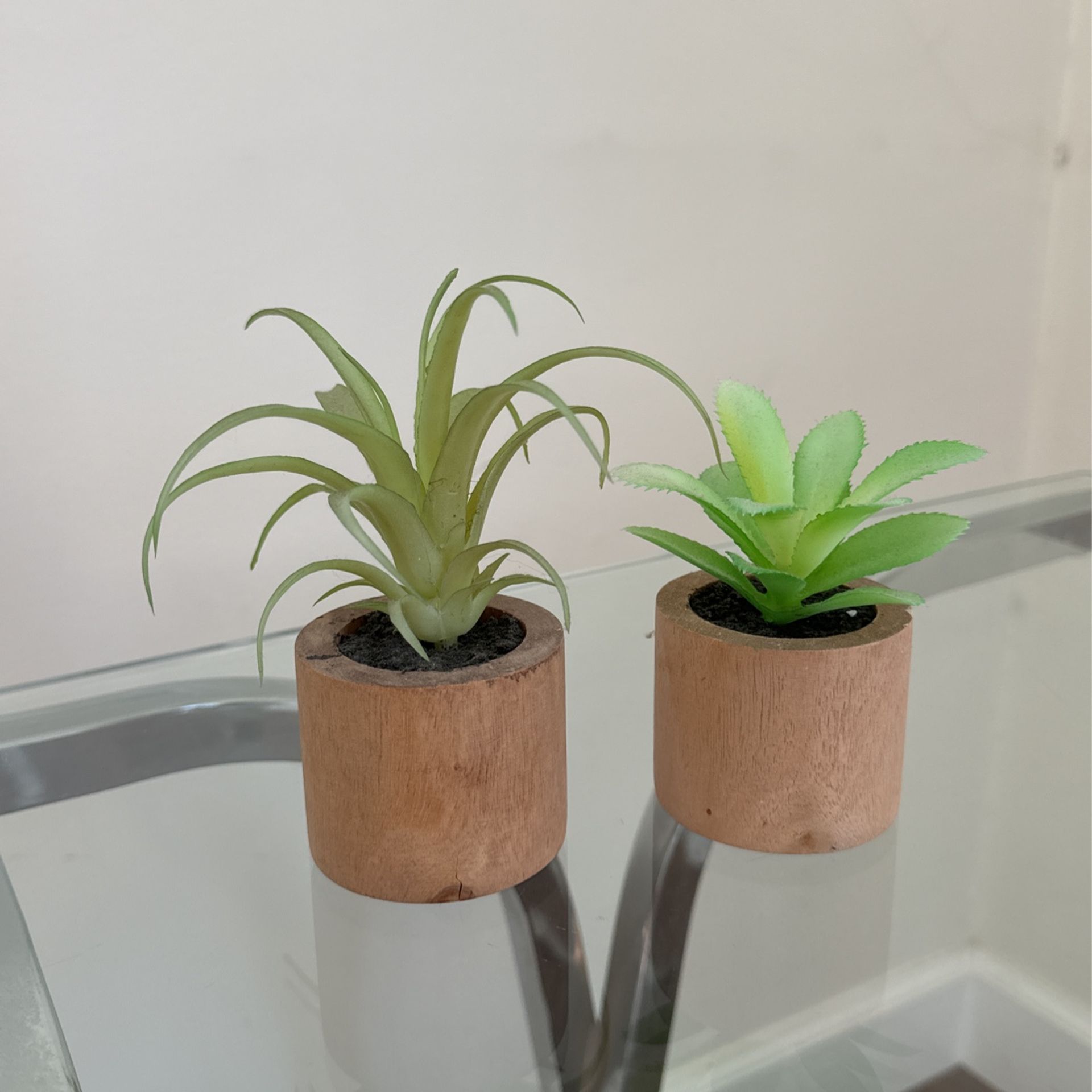 Very Small Decorative Plants 