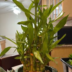 Bamboo 