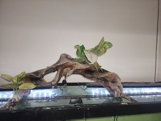 Fish Tank Decoration