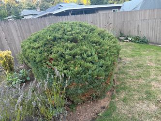 Mature Juniper Hedge