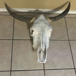 Cow Skull 
