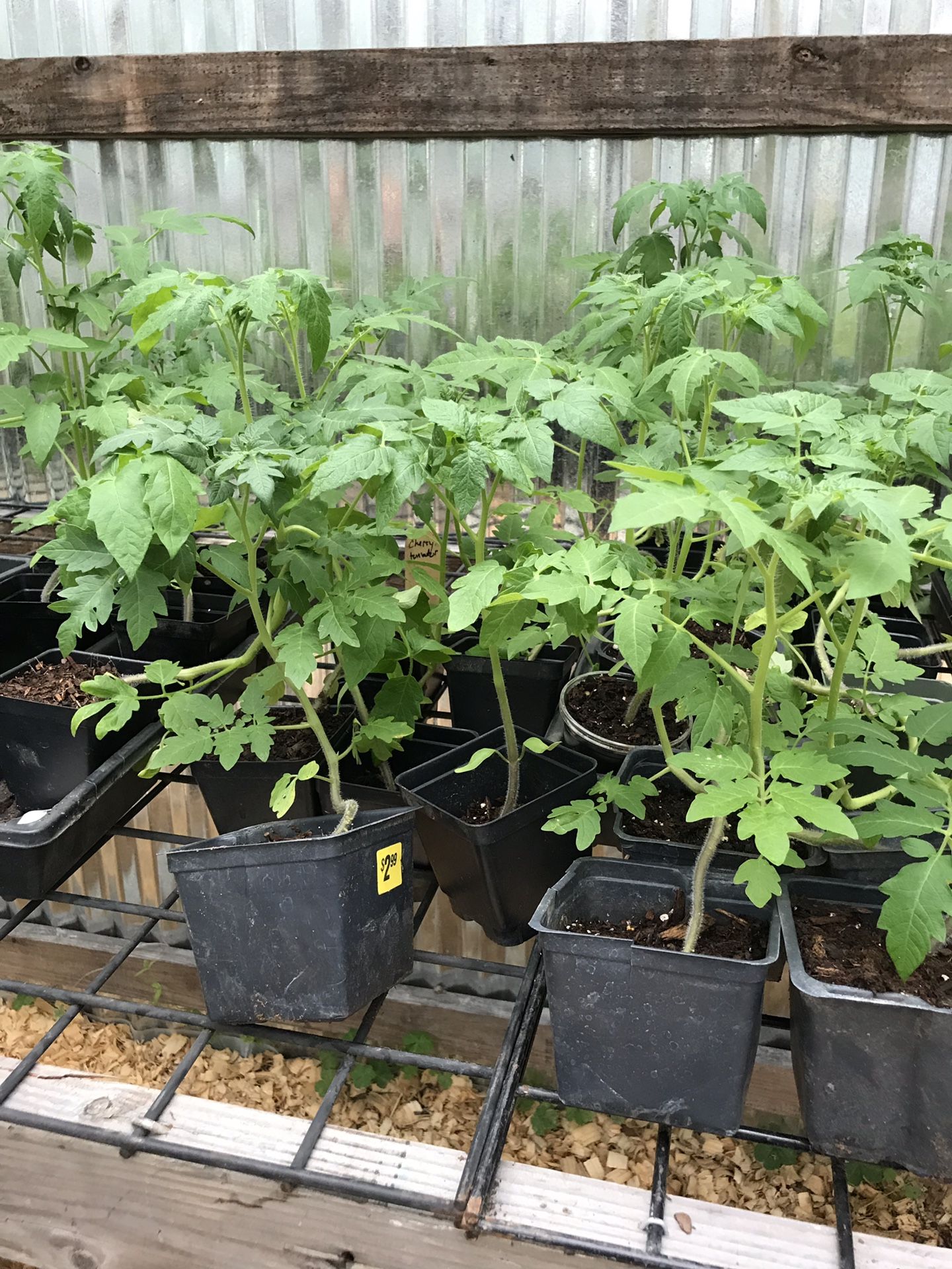 Vegetable Plants for Sale in Denham Springs, LA OfferUp