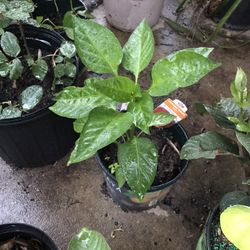 Sweet Red Bell Pepper Seedling Plant Fully Rooted Free Black Eyed Susan Plant