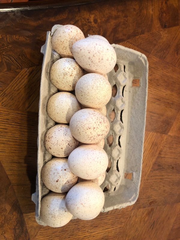 Turkey eggs for sale 2 each for Sale in Hesperia, CA OfferUp