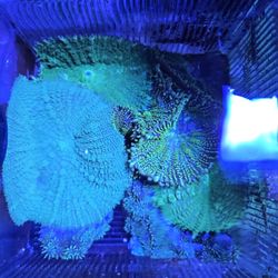 Decoration Green Mushrooms 