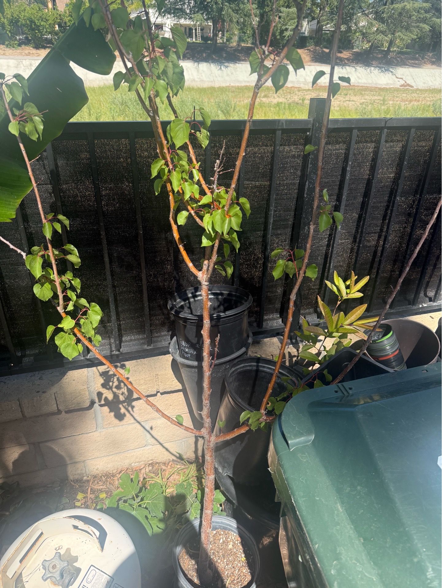 Moorpark Apricot Fruit Tree