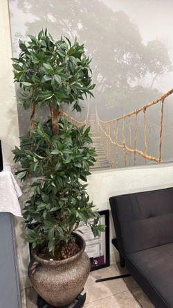 Large big plant