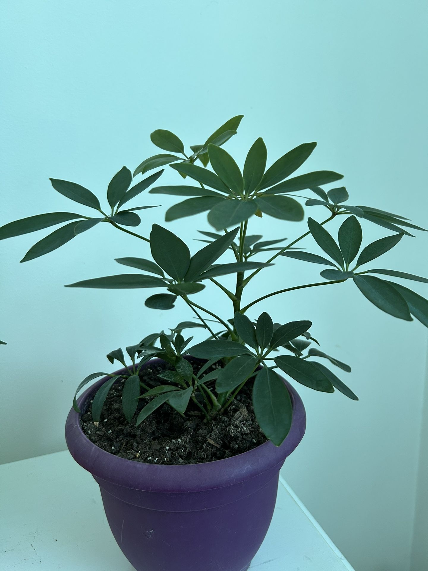 Umbrella Plant