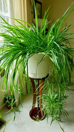 Lush Global green Spider Plant/ indoor Plant/ Outdoor Plant  Flower Patio Garden starter