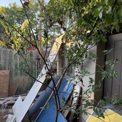 Mulberry Tree