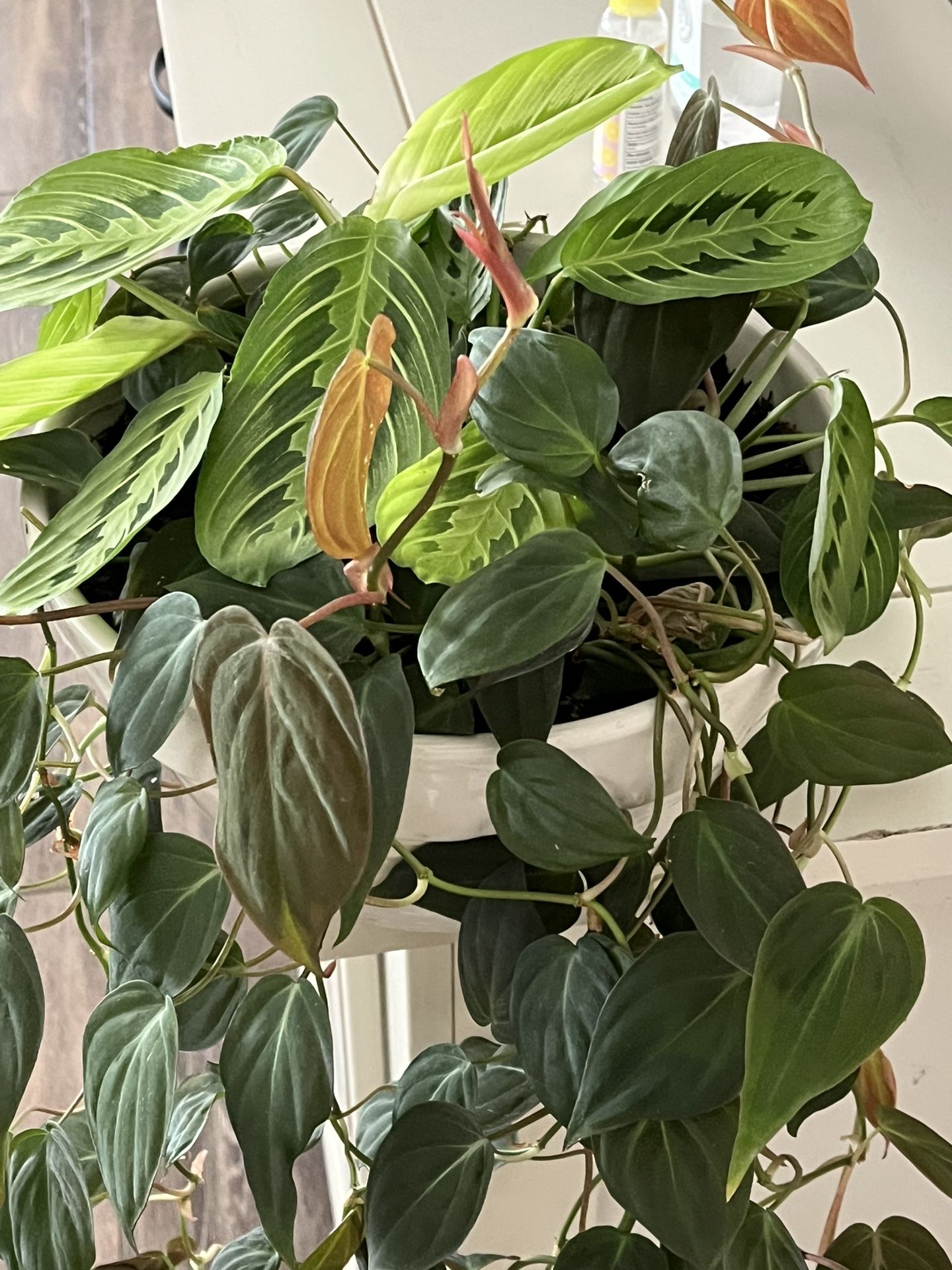 Philodendron &variegatet plant