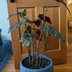Plant 