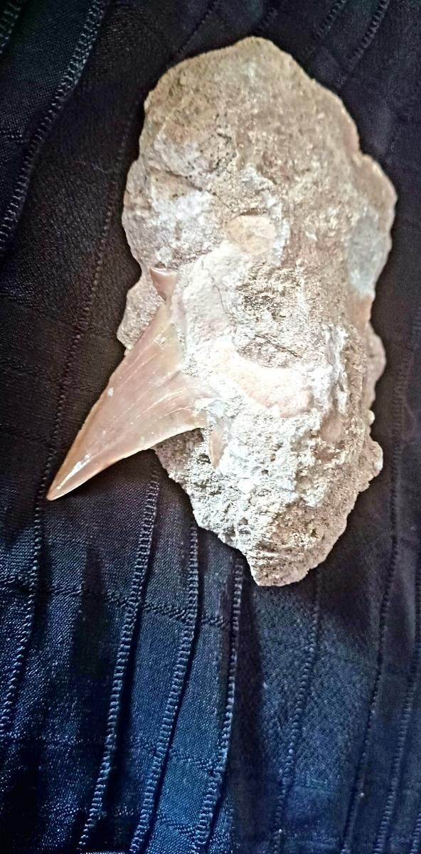 UNIQUE NEW NECKLACES FOSSIL JEWELRY OTUDUS MEGALODON SHARK TEETH, MOSASAURUS, MAKO FRINGE SUEDE NEW BAG