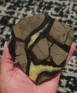 🪾 Crystals | Septarian Slab 🪾