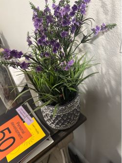 Decorative plant
