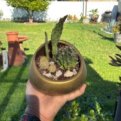 Potted Cactus 