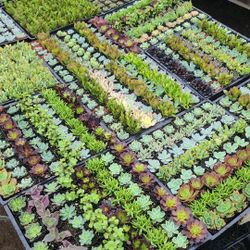 2 Inch Succulents