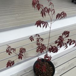 Bloodgood Japanese Maple ‘Acer Palmatum’ (Outdoor Plant)