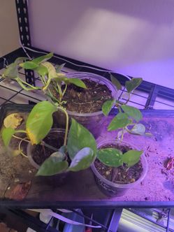 Baby Plants