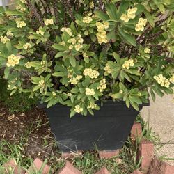 Coronas de Cristo madres color amarilla,roja,rosa