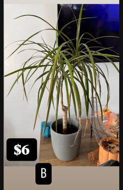 Plants