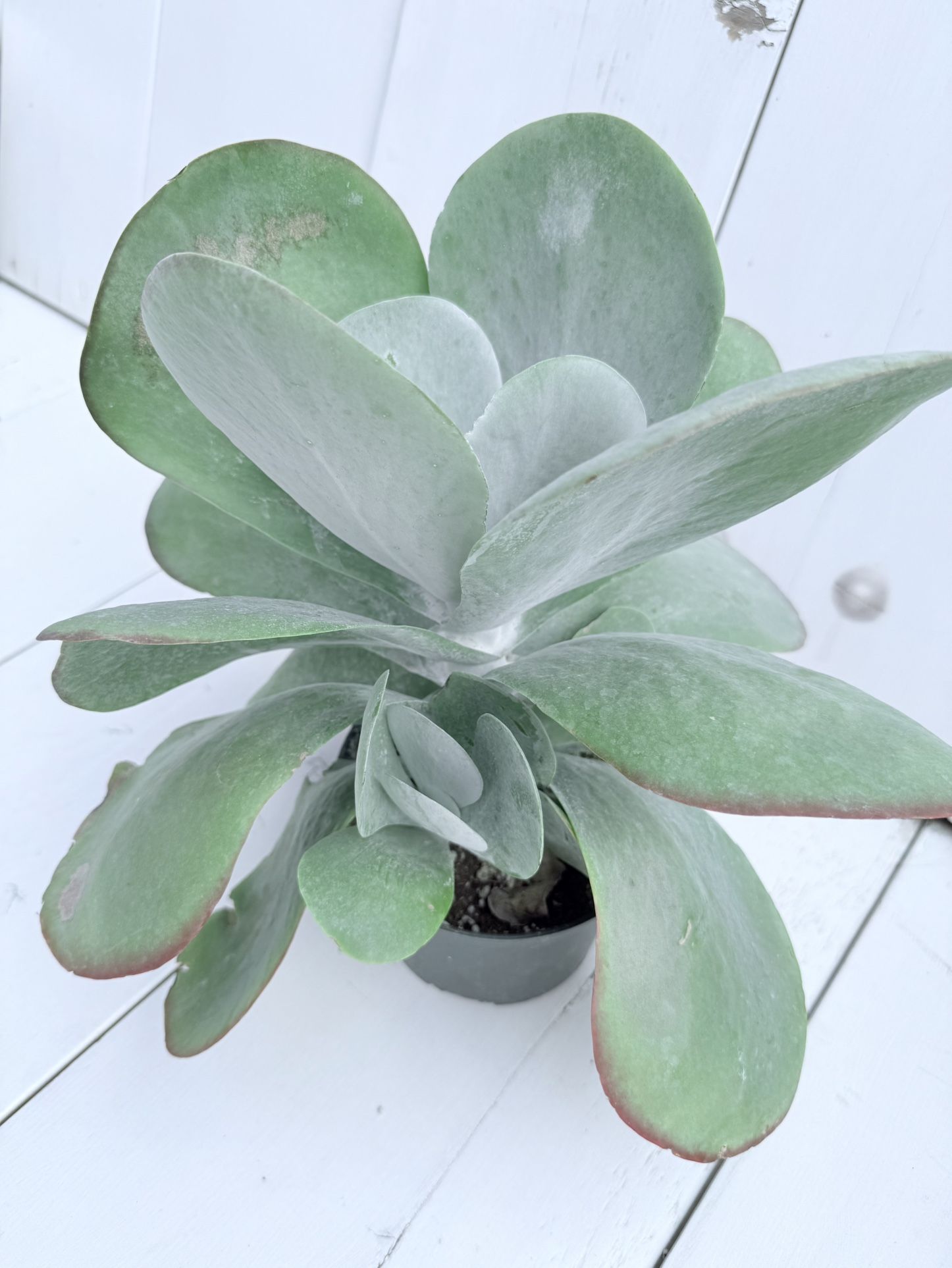 ♥️GORGEOUS Flapjacks, Desert Cabbage plant in 6” pot 🙏PLS READ DESCRIPTION 