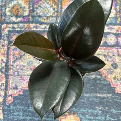 Rubber Tree Plant