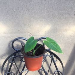 MÉDIUM ELEPHANT’S EAR PLANT 🌱, NEW. 3” POT 