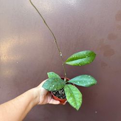 4” hoya finlaysonii chicken farm 