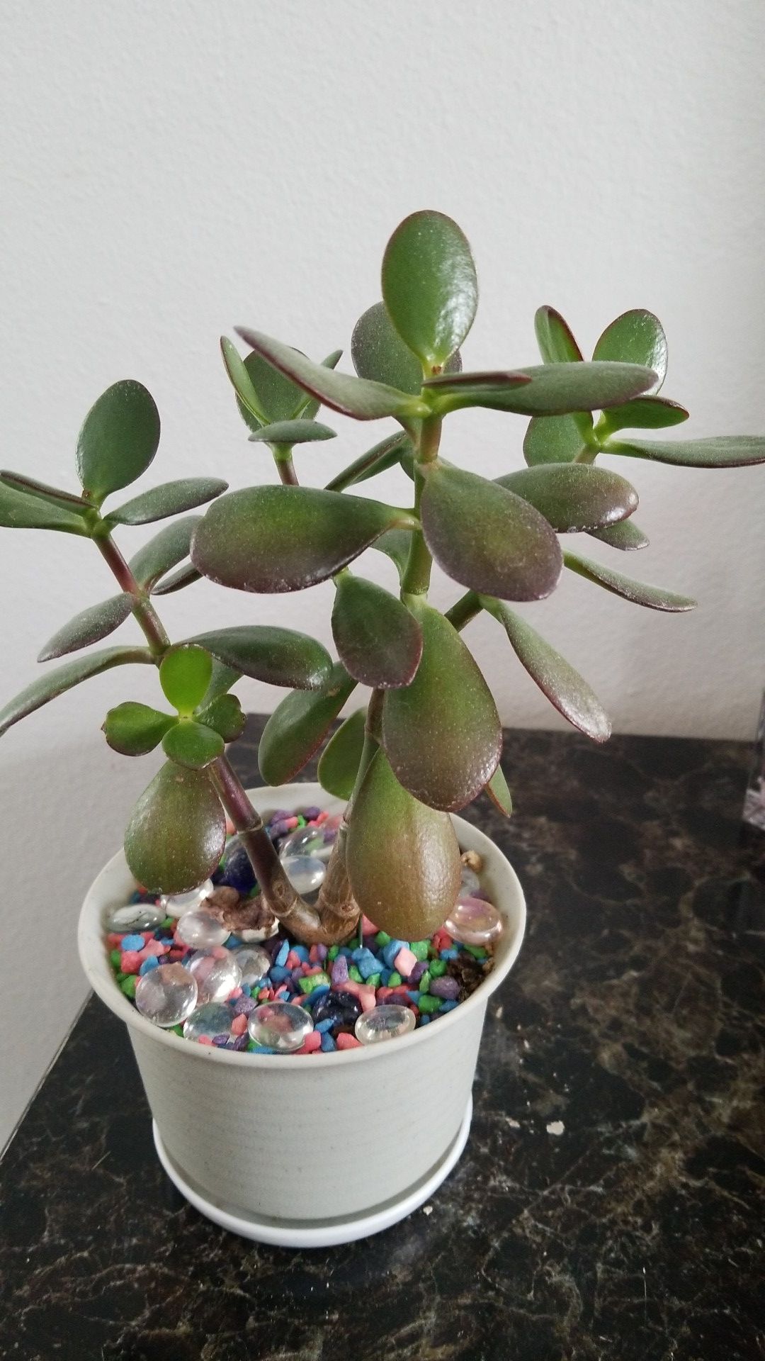 Mature large jade money tree plant succulent