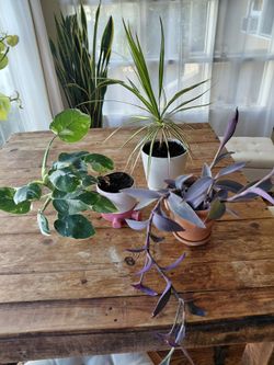 Plants - moving sale