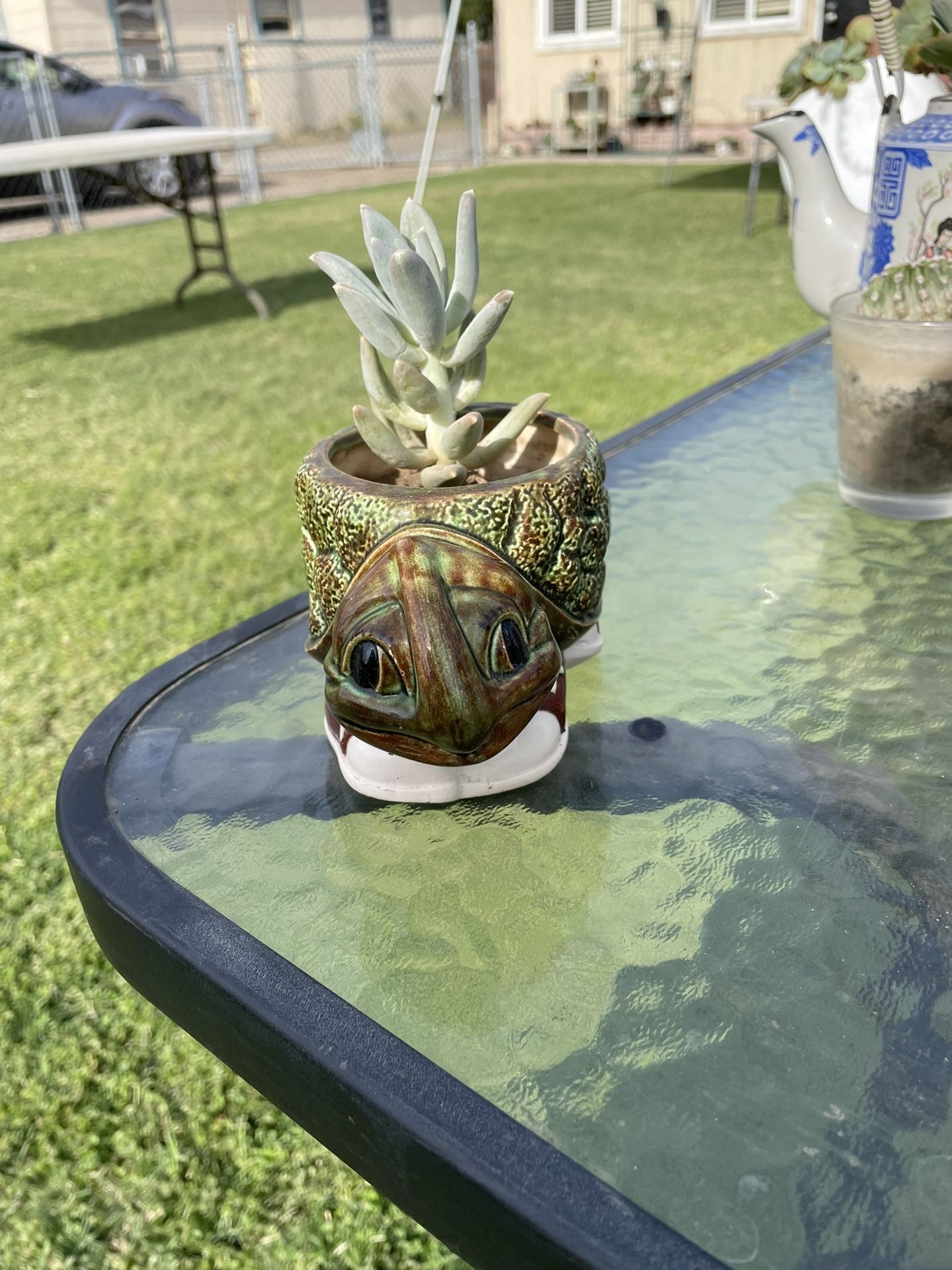Single Succulent Plant Turtle