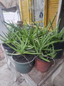 Aloe vera plants