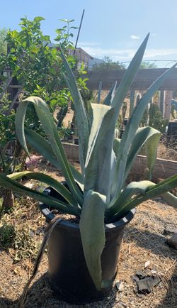 Agave