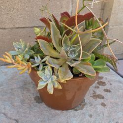 Decoration Suculents Plants Mix 