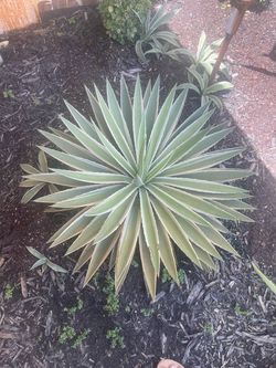 AGAVES VARIEGADOS – $5 CADA MATITA