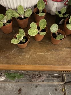 Donkey’s Ear Plant Seedlings