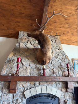 shoulder mount of a bull elk with a 6x6 antler