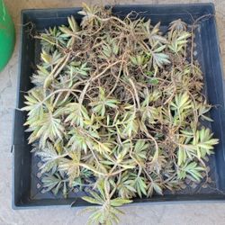 Free Mother of Millions plants with roots