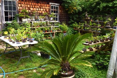 Many Plants, Bonsai, Succulents and Planters For Sale
