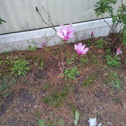 Plant For Sale