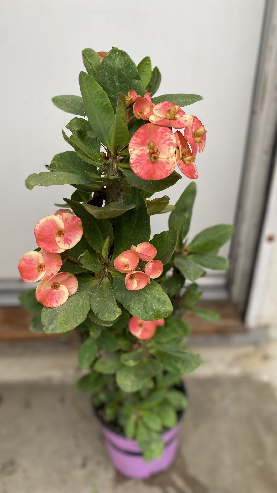 Euphorbia Crown Of Thorns Jumbo Flowers And Large Plant, In 2 Gallons Pot Pick Up Only