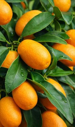 Kumquat   Tree
