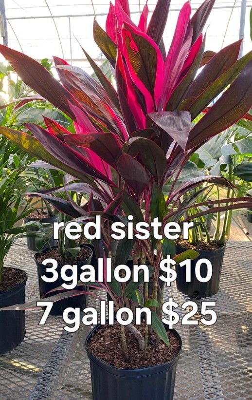Red Sister 3gallon $10. 7 Gallon $25